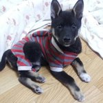 @@@@@저희집 순둥이 강아지'칸'이를 찾습니다.....@@@@...