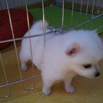 우리 이쁜우유를 소개할게영>ㅅ<