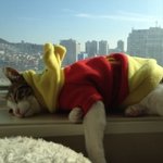 ★야옹이계의원빈! 별이군♥.♥ 2탄입니닷![동영상有]