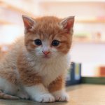 [고양이 판] 제가 자주 가는 유기묘 까페의 고양이들 <2> (스압주의)