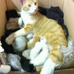 ★사진有★ ※※※도도한 고양이 다 어뒤갔어~? 인형같은 개냥이 여깄다...