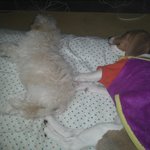 ★3대지랄견과3대천사견★후기