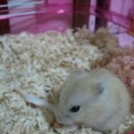 사진有[쥐판]♡우리<b>햄</b>이를소개함니다~