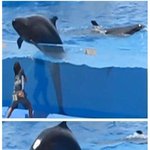 ★☆비둘기에 <b>환장</b>한 사람에게만 보이는 사진★☆