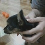 <개판>♥♡♥♡♥♡나를슬럼프에서 구해준우리봉순이자랑이요