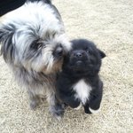 [개판]생사의 갈림길에서 <b>내품</b>으로 와 준 우리 콩이^^ 사랑한다^^