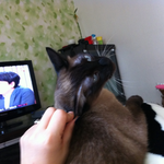 ★★안티<b>집사</b>또왔음 ㅋㅋ깜장뇬1얼룩이1 ㅋㅋ★★