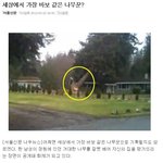세상에서 가장 바보같은 나무꾼