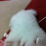 동영상有/ 우리집 강아지가 두발로 걸어요-귀요미 <b>심바</b>(포메라니안)