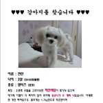 강아지를 찾습니다 [경기<b>용인</b> 신갈]