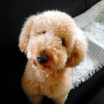 ★★★(스압주의,앙증주의, 사진多有)우 리집 개 형제를 소 개함다★★★★