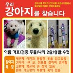 ★경기도성남시 푸들 <b>수컷</b>을 찾습니다 ★