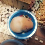 ★★★★귀엽터지는 골든 햄찌 <b>궁딩</b>이(사진 有)★★★★