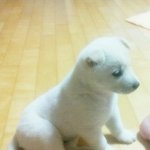 多多사진有느님)애완견도 굳이지만 우리나라 진돗개가 갑이제♥