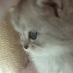 한<b>달</b>된 아기냥이6남매 두번째!11