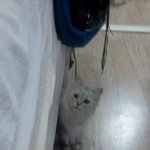 고양이판<b>이</b>냥