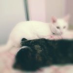 ★사진有★ ※※※<b>도도</b>한 고양이 다 어뒤갔어~? 인형같은 개냥이 여깄다...