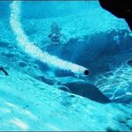 긴급 ! 불시착했다는 외계인 우주선사진 헐 !!!!!