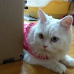 ☆★☆★우리집 고냥이들을 소개합니다~~☆★☆★