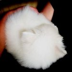 (사진有) 똥먹는 개 솜이의 성장보고서