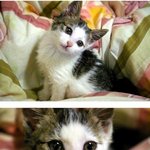 (스압 有) 얼굴로 먹고사는 애교 돼냥이 율무 보세영:<b>d</b>