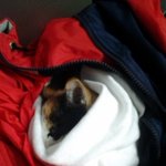 새끼 길 고양이 ★ 꼭 봐주세요