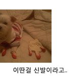 이딴걸 <b>신발</b>이라고2