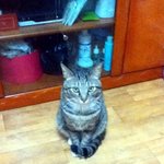 냥이 판!!♥ ㅋㅋㅋ 귀염<b>터짐</b>