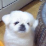 ★★☆(사진有)귀염열매 과다섭취한 우리집강아지☆★★