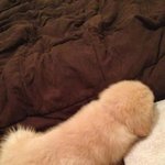 가x,<b>xx</b>털,x지