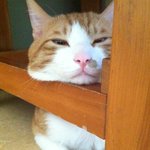 우리집 고양이 <b>바니</b>를 소개합니다!!!!