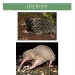 ★★★매우보기드문희귀<b>동물</b>들★★★(사진스압有)