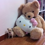 룸메랑 키우는 강아지 <b>보리</b>뇬.