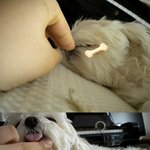♥♥인형+여신같은우리<b>집</b>강아지를소개합니다~