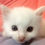 [사진대방출!!]완전 꽃<b>미묘</b> 하루를 소개합니당.