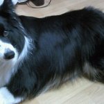 ★단지★ 고양이탈을 쓴 돼냥이!!!!!♥