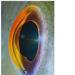 동물미에눈 <b>확대</b>