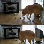 사진有) 공 물어오랫<b>더니</b>...