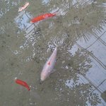 하트 <b>모양</b>이 새겨진 물고기