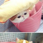 사진有)[귀요<b>미주</b>의] 고양이야? 인형이야?