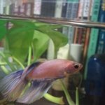 ★★★판최초 우리집 털없는 개고기를소개합니다!!(사진 有람선)★★★