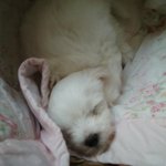 ★★(사진有多)볼매남 몽뭉이★★