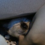 ★☆우리집 고양이 개봉구☆★