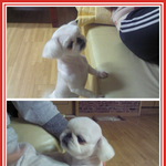 ★★☆(사진有,2탄!)귀염<b>열매</b> 과다섭취한 우리집강아지☆★★