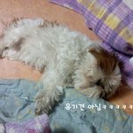 ★★★개는 <b>털</b>빨이란걸 너무 잘알려준 우리 멍뭉이