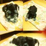 (사진많이있有) ☆★☆★gilal犬 슈나우져 키우기☆★☆★