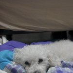 저희집 강아지를 소개합니다
