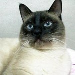 사진 有) ★우리 고냥이 <b>사탕</b>이를 소개함.★ (부제 : 동물 유기...