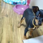 ★★도베르만??미니핀??<여친구하는 깜시이야기> 사진多★★