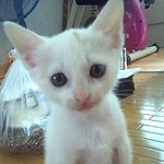 [사진多] 매력쩌는 우리집 고양이 "백설이"를 소개합니다